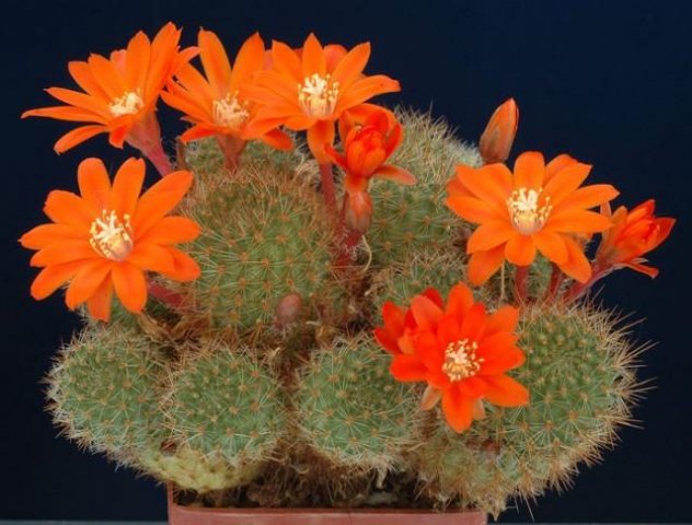 Rebutia_donaldiana